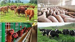 Ng&agrave;nh chăn nu&ocirc;i v&agrave; b&agrave;i to&aacute;n vượt kh&oacute; trong qu&yacute; I/2023