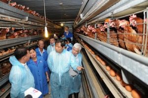 Sử dụng dữ liệu lớn tại c&aacute;c trang trại chăn nu&ocirc;i c&oacute; thể cải thiện t&igrave;nh trạng kh&aacute;ng kh&aacute;ng sinh