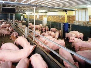 CPTPP: Cơ hội v&agrave; th&aacute;ch thức đối với ng&agrave;nh chăn nu&ocirc;i