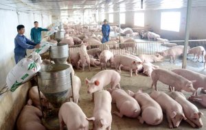 Bị động nguồn nguy&ecirc;n liệu thức ăn, ng&agrave;nh chăn nu&ocirc;i nhập si&ecirc;u hơn 3,8 tỷ USD trong năm 2021 