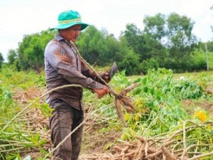 Ảnh hưởng của nồng độ Na2SO3 đến một số giống sắn triển vọng tại Thừa Thi&ecirc;n Huế