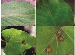 X&aacute;c định phổ k&yacute; chủ của Alternaria passiflorae g&acirc;y bệnh đốm n&acirc;u tr&ecirc;n chanh d&acirc;y (Passiflora edulis) trong điều kiện l&acirc;y nhiễm nh&acirc;n tạo