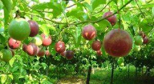 Nghi&ecirc;n cứu thành ph&acirc;̀n và các bi&ecirc;̣n pháp phòng trừ s&acirc;u b&ecirc;̣nh hại tr&ecirc;n c&acirc;y chanh leo ở Vi&ecirc;̣t Nam