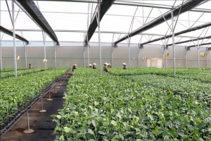 Ph&aacute;t triển bền vững c&acirc;y ăn tr&aacute;i xuất khẩu ở T&acirc;y Nguy&ecirc;n - B&agrave;i cuối: Chủ động bước ra s&acirc;n chơi lớn