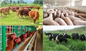 Ph&ecirc; duyệt chiến lược ph&aacute;t triển chăn nu&ocirc;i tầm nh&igrave;n đến 2045