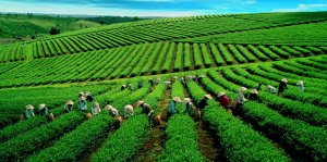 Xuất khẩu ch&egrave; tăng trưởng khả quan