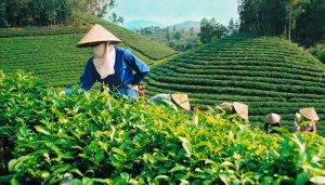 Xuất khẩu ch&egrave; giảm cả lượng v&agrave; trị gi&aacute;