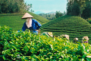 Xuất khẩu ch&egrave; sa s&uacute;t v&igrave; chậm đầu tư v&agrave;o chế biến s&acirc;u
