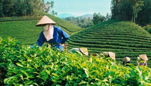 Xuất khẩu ch&egrave;: T&aacute;i cơ cấu thị trường, hướng v&agrave;o sản phẩm cao cấp