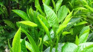 Giá chè th&ecirc;́ giới có th&ecirc;̉ tăng g&acirc;̀n g&acirc;́p đ&ocirc;i vì thi&ecirc;n tai g&acirc;y m&acirc;́t mùa