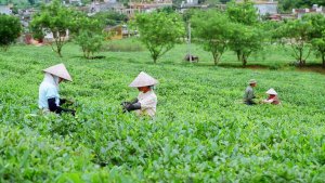 Xuất khẩu ch&egrave; giảm cả về lượng v&agrave; kim ngạch