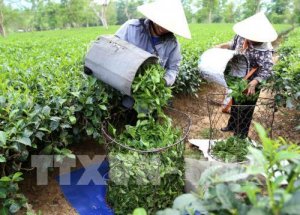 Xuất khẩu ch&egrave; th&aacute;ng 7/2018 ước đạt 18 triệu USD