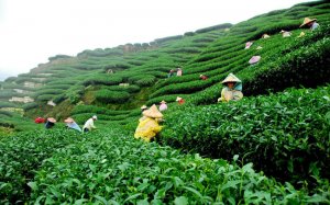 Xuất khẩu 80 ngh&igrave;n tấn ch&egrave; trong 8 th&aacute;ng đầu năm 2018
