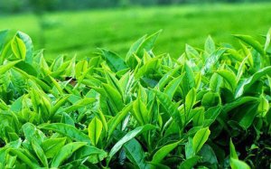Xuất khẩu ch&egrave; tăng về lượng nhưng giảm về trị gi&aacute; trong 7 th&aacute;ng đầu năm 2019 