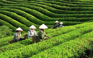 V&igrave; sao xuất khẩu ch&egrave; vẫn "luẩn quẩn" với những thị trường dễ t&iacute;nh?