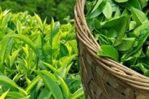 Lượng ch&egrave; xuất khẩu th&aacute;ng 7 giảm hơn 25%
