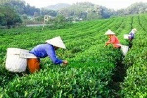 Xuất khẩu ch&egrave; giảm mạnh th&aacute;ng thứ ba li&ecirc;n tiếp v&igrave; dịch COVID-19