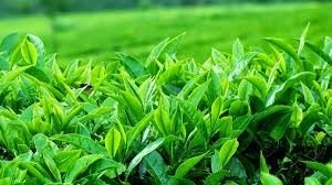 Lượng xuất khẩu ch&egrave; tăng nhẹ