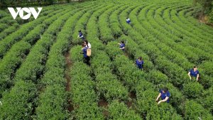 Tr&agrave; Việt v&agrave; kh&aacute;t vọng n&acirc;ng tầm quốc tế