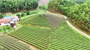 Tăng gi&aacute; trị c&acirc;y c&ocirc;ng nghiệp chủ lực: N&acirc;ng cao chất lượng, đ&aacute;p ứng y&ecirc;u cầu của thị trường nhập khẩu
