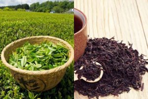 Xuất khẩu chè sang các thị trường 2 tháng đầu năm 2024