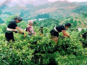 Thuốc trừ s&acirc;u sinh học c&oacute; thể được sử dụng để ph&acirc;n hủy aflatoxin trong c&acirc;y trồng