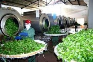 Xuất khẩu ch&egrave; sang thị trường Thổ Nhĩ Kỳ tăng mạnh cả lượng v&agrave; trị gi&aacute;