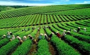 Thị trường v&agrave; t&igrave;nh h&igrave;nh xuất khẩu ch&egrave; th&aacute;ng 1/2017