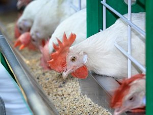 C&aacute;c nh&agrave; nghi&ecirc;n cứu t&igrave;m hiểu t&aacute;c động của thức ăn c&ocirc;n tr&ugrave;ng v&agrave; vi tảo đến chất lượng thịt