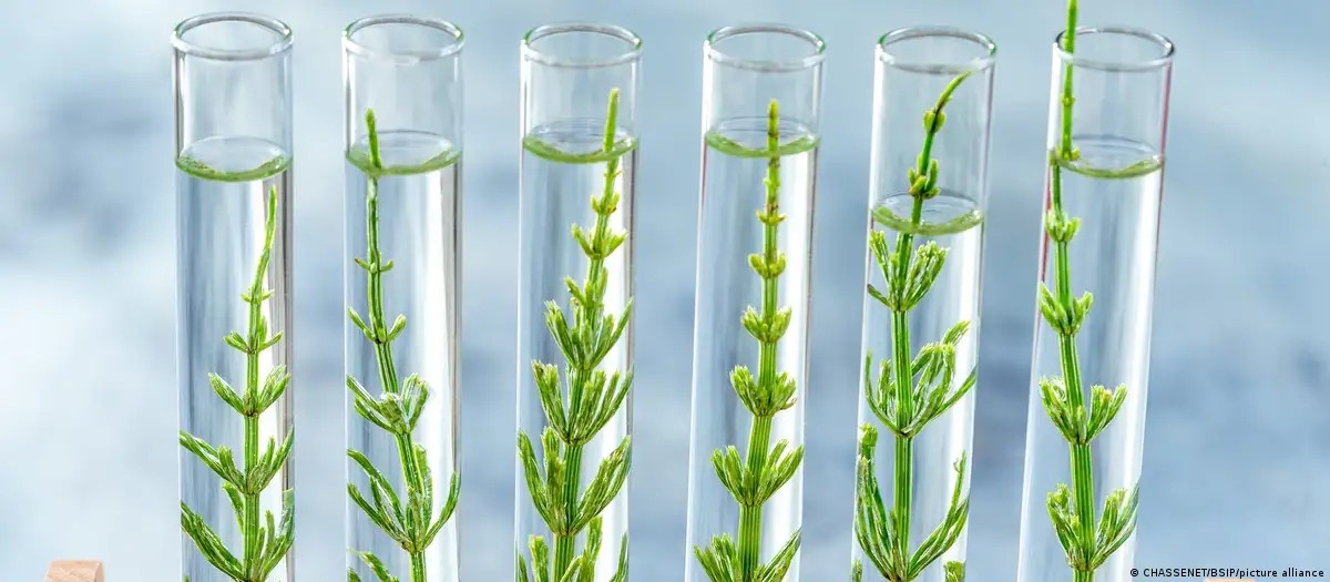 Chỉnh sửa gen c&acirc;y trồng bằng CRISPR: Cơ hội th&iacute;ch ứng biến đổi kh&iacute; hậu v&agrave; những lo ngại