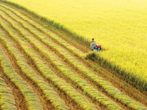 Tạo đ&agrave; cho n&ocirc;ng nghiệp ĐBSCL cất c&aacute;nh
