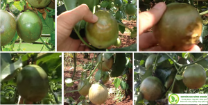 Tạo kh&aacute;ng huyết thanh đa d&ograve;ng bằng protein vỏ t&aacute;i tổ hợp của Passiflora mottle virus, một potyvirus nhiễm tr&ecirc;n c&acirc;y chanh leo tại Việt Nam