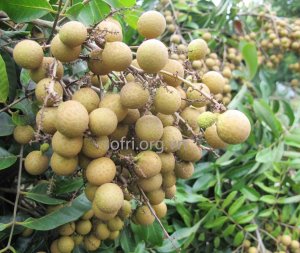 Ảnh hưởng của tỉa trái, phun GA3 kết hợp b&oacute;n ph&acirc;n gốc đến năng suất v&agrave; chất lượng tr&aacute;i nh&atilde;n lai LĐ11