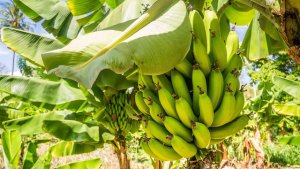 Trồng chuối kh&ocirc;ng cần... đất