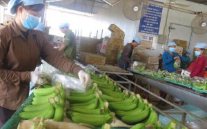 Xuất khẩu n&ocirc;ng thủy sản hậu dịch COVID-19: T&igrave;m cơ trong nguy