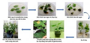 Chỉnh sửa gene giảm đường kh&oacute; ti&ecirc;u trong c&acirc;y đậu tương