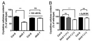 Brassinosteroid Insensitive 2 trong điều tiết việc tổng hợp Cellulose của c&acirc;y Arabidopsis nhờ Enzyme Cellulose Synthase 1 của phản ứng Phosphoryl h&oacute;a