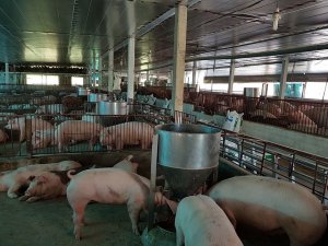 Gi&aacute; lợn hơi ng&agrave;y 4/3/2019 tại thị trường miền Bắc vẫn ảm đạm 