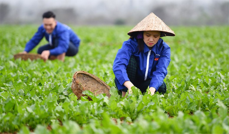 Cơ chế ph&aacute;t triển sản xuất li&ecirc;n kết theo chuỗi gi&aacute; trị