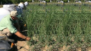 Lần đầu ti&ecirc;n ph&aacute;t triển th&agrave;nh c&ocirc;ng loại cỏ biến đổi gene h&uacute;t chất độc hại