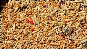 FAO dự b&aacute;o tồn kho ngũ cốc đạt kỷ lục thế giới