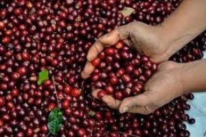 Thị trường c&agrave; ph&ecirc; th&aacute;ng 4/2019: Dư cung hai ni&ecirc;n vụ li&ecirc;n tiếp