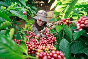 Gi&aacute; c&agrave; ph&ecirc; h&ocirc;m nay, 07/4: Gi&aacute; c&agrave; ph&ecirc; trong nước c&aacute;n mốc 50.000 đồng/kg