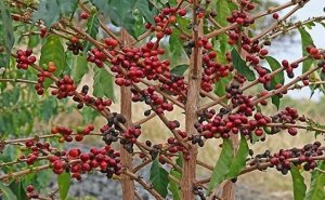 Nguồn cung c&agrave; ph&ecirc; thế giới sẽ thặng dư trong ni&ecirc;n vụ 2018-2019 