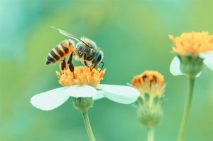 C&ocirc;n tr&ugrave;ng mất khứu gi&aacute;c v&igrave; &ocirc; nhiễm kh&ocirc;ng kh&iacute;, lo&agrave;i người tự đi m&agrave; thụ phấn cho c&acirc;y