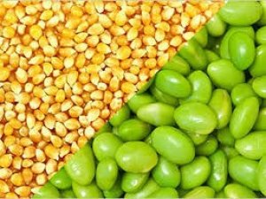 Thị trường TĂCN thế giới ng&agrave;y 28/9/2020: Gi&aacute; ng&ocirc; v&agrave; đậu tương đều giảm