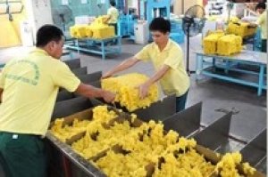 Gi&aacute; cao su tăng trở lại sau khi giảm xuống mức thấp nhất trong 11 th&aacute;ng