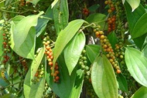 Xuất khẩu hạt ti&ecirc;u trong th&aacute;ng 1 tăng mạnh so với c&ugrave;ng kỳ