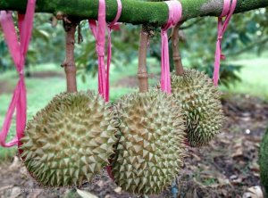 Sầu ri&ecirc;ng ch&iacute;nh vụ tăng gi&aacute; mạnh