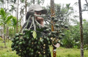 Trung Quốc chi tiền gấp đ&ocirc;i mua cau Việt